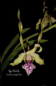 Dendrobium Gadjah Mada