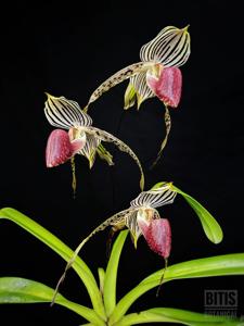 Paphiopedilum Hilo Bald Eagle