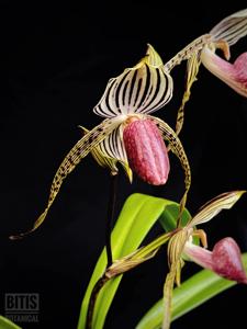 Paphiopedilum Hilo Bald Eagle