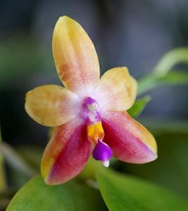 Phalaenopsis Siouxsie Sioux