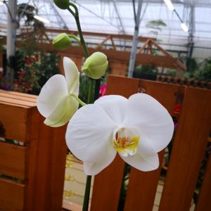 Phalaenopsis Timberline