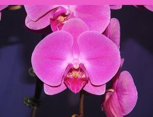 Phalaenopsis Clone Lovebirds