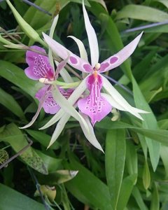 Gomonia Mount Telomoyo