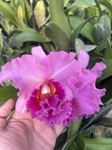 Rhyncholaeliocattleya Salatiga Beauty