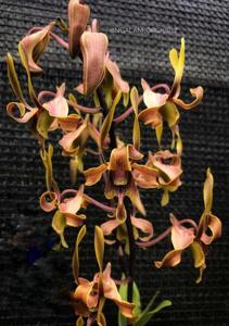 Dendrobium Bellatrix Havva Indalucya