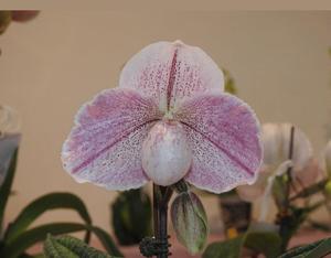 Paphiopedilum Favorlang Fairy