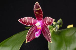 Phalaenopsis Mike Jacob