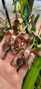 Papilionanda Smiley's Happiness