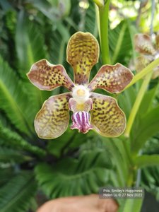 Papilionanda Smiley's Happiness