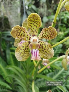 Papilionanda Smiley's Happiness