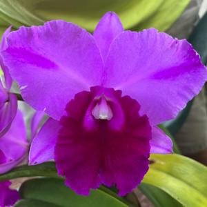 Cattleya Odom's Grand Delight