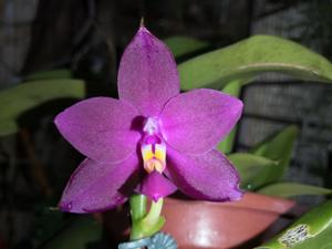 Phalaenopsis Jiaho Ruby