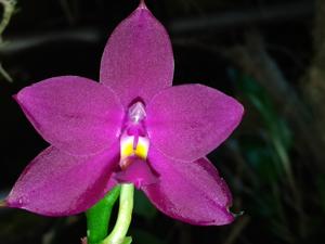 Phalaenopsis Jiaho Ruby