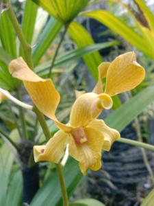 <i>Dendrobium</i> Masuk PakEko