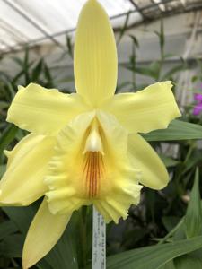 Sobralia Notorious RBG