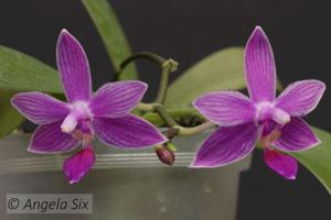 Phalaenopsis Hannover Linden