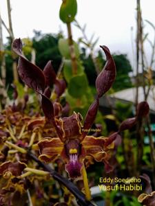 Dendrobium Eddy soedjono