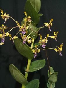 Dendrobium Kahiyang Ayu