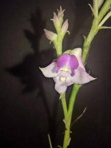 Polystachya Ellie van der Hoven