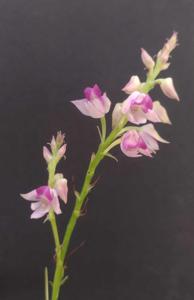 Polystachya Ellie van der Hoven