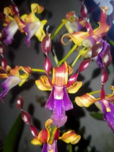 Dendrobium Health Hero