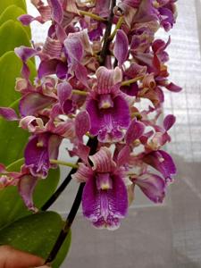 Dendrobium Health Hero