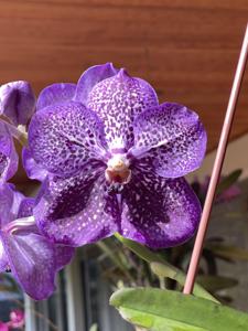 Vanda Kultana Black Ball