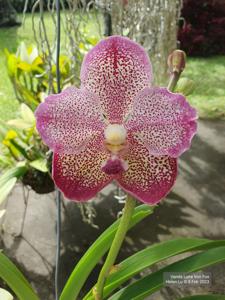 Vanda Luna Von Fox