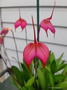 Masdevallia Endura