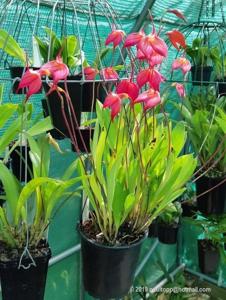 Masdevallia Endura