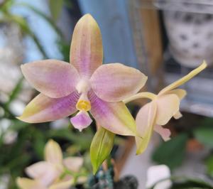 Phalaenopsis Mituo Specio Prince