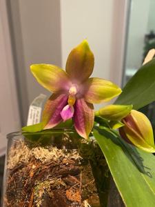 Phalaenopsis Mituo Special Princess