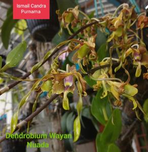 Dendrobium Wayan Nuada