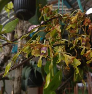 Dendrobium Wayan Nuada