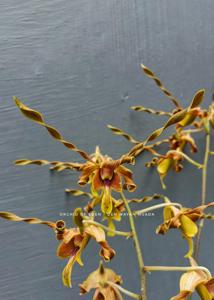 Dendrobium Wayan Nuada