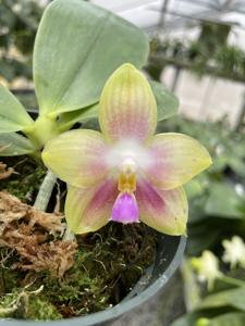 Phalaenopsis Tejas Fairie