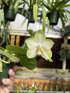 Phalaenopsis Tejas Fairie