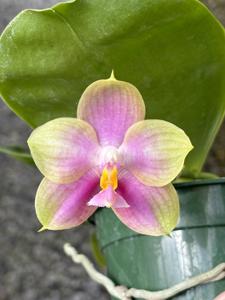 Phalaenopsis Tejas Fairie