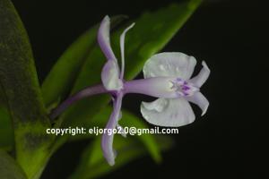 Epidendrum Anika Hassinger
