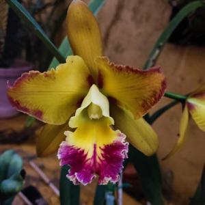 Rhyncholaeliocattleya Graf's Roncola