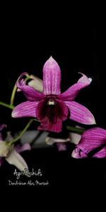 Dendrobium Alas Mentaok