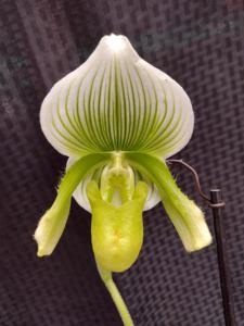 Paphiopedilum Norman's Jade