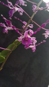 Dendrobium Nadzira RA