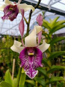 Dendrobium Unila Campus Garden