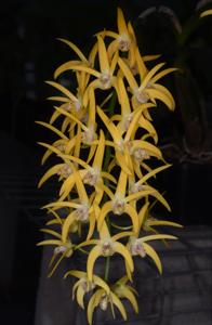 Dendrobium Kingfisher Gold