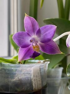 Phalaenopsis Norman's Blue Dragon