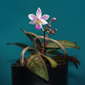 Phalaenopsis Norman's Pixie