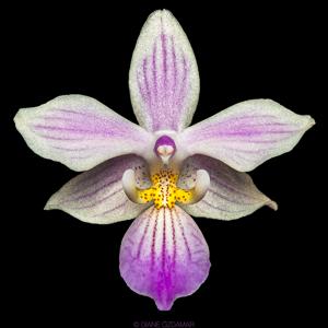 Phalaenopsis Norman's Pixie