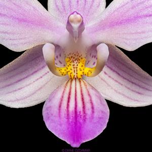 Phalaenopsis Norman's Pixie