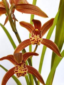 Cymbidium Darch Primary